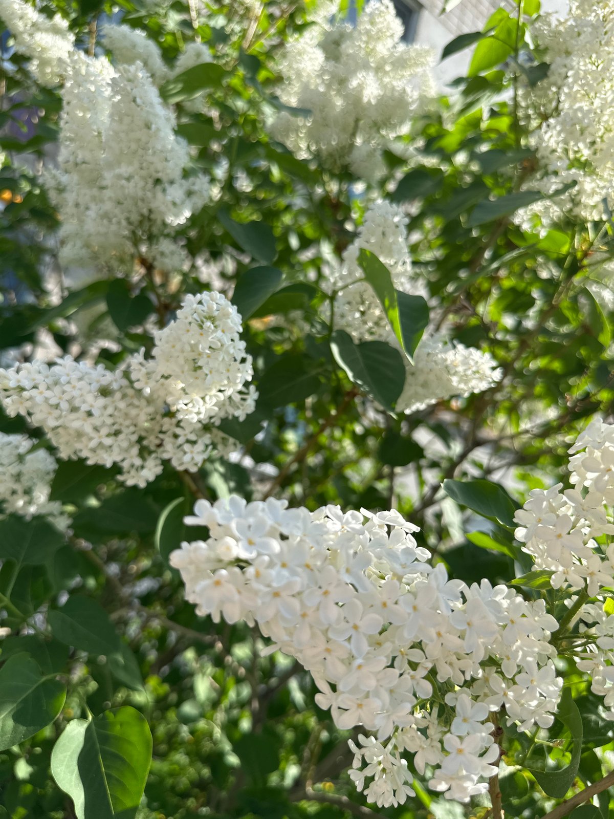 Spring blooms and urban greenery captured across city