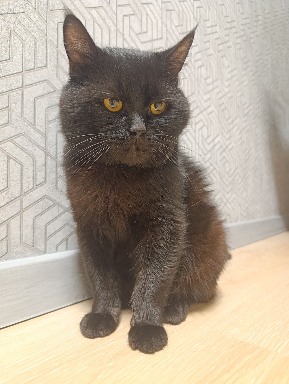 Black cat chills on a wooden floor in Zlatopil
