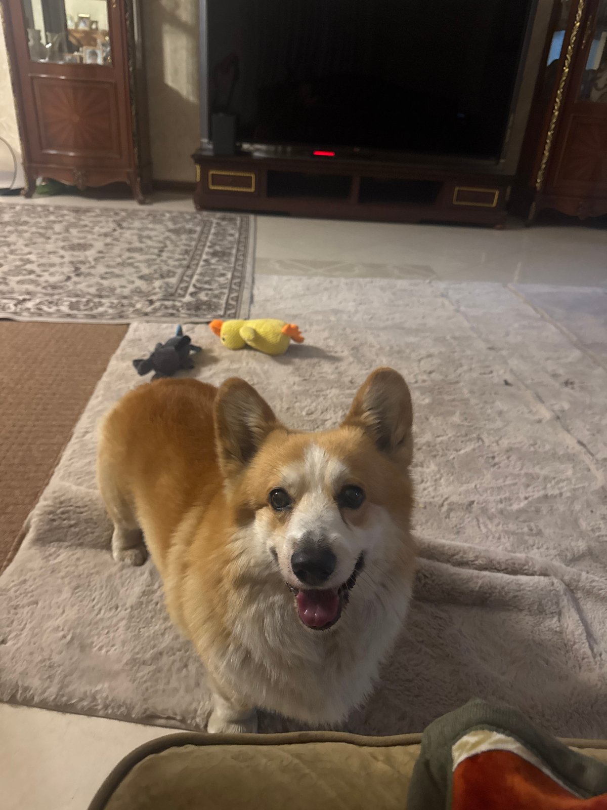 Corgi dog spotted playing indoors and outdoors in Russian suburb