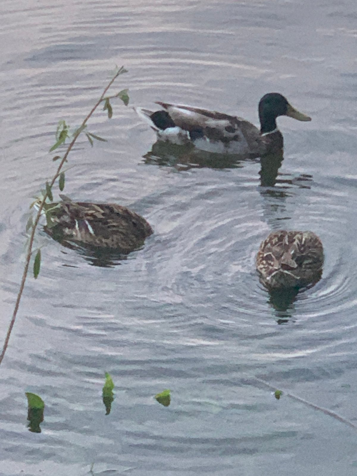 Spring afternoon park life captured across multiple locations
