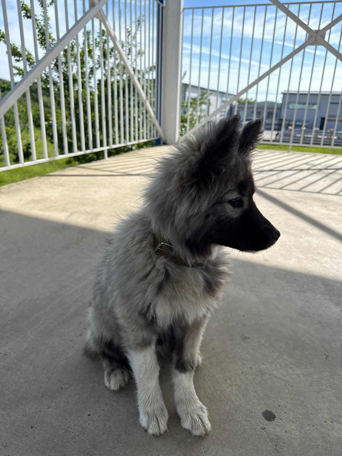 Young dog spotted around Berkovitsa, Bulgaria early morning