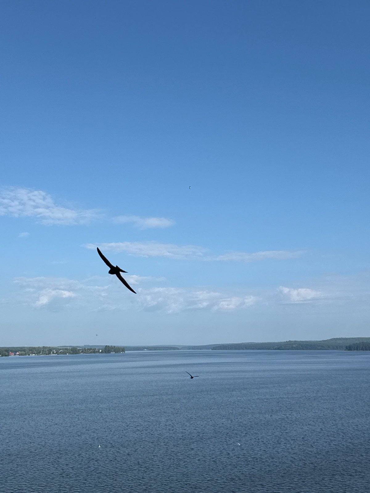 Birds in flight over Votkinsk Reservoir on a clear summer morning