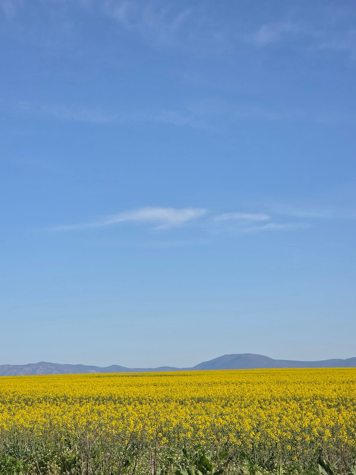 Yellow flower field captured in Drazhevo, Bulgaria