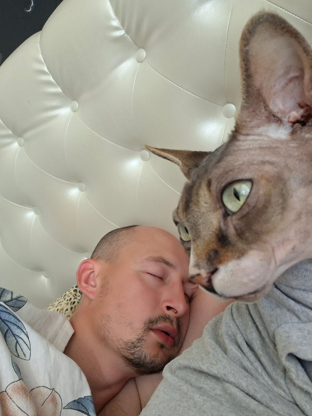 Sphynx cat steals the show on a lazy Belarus morning