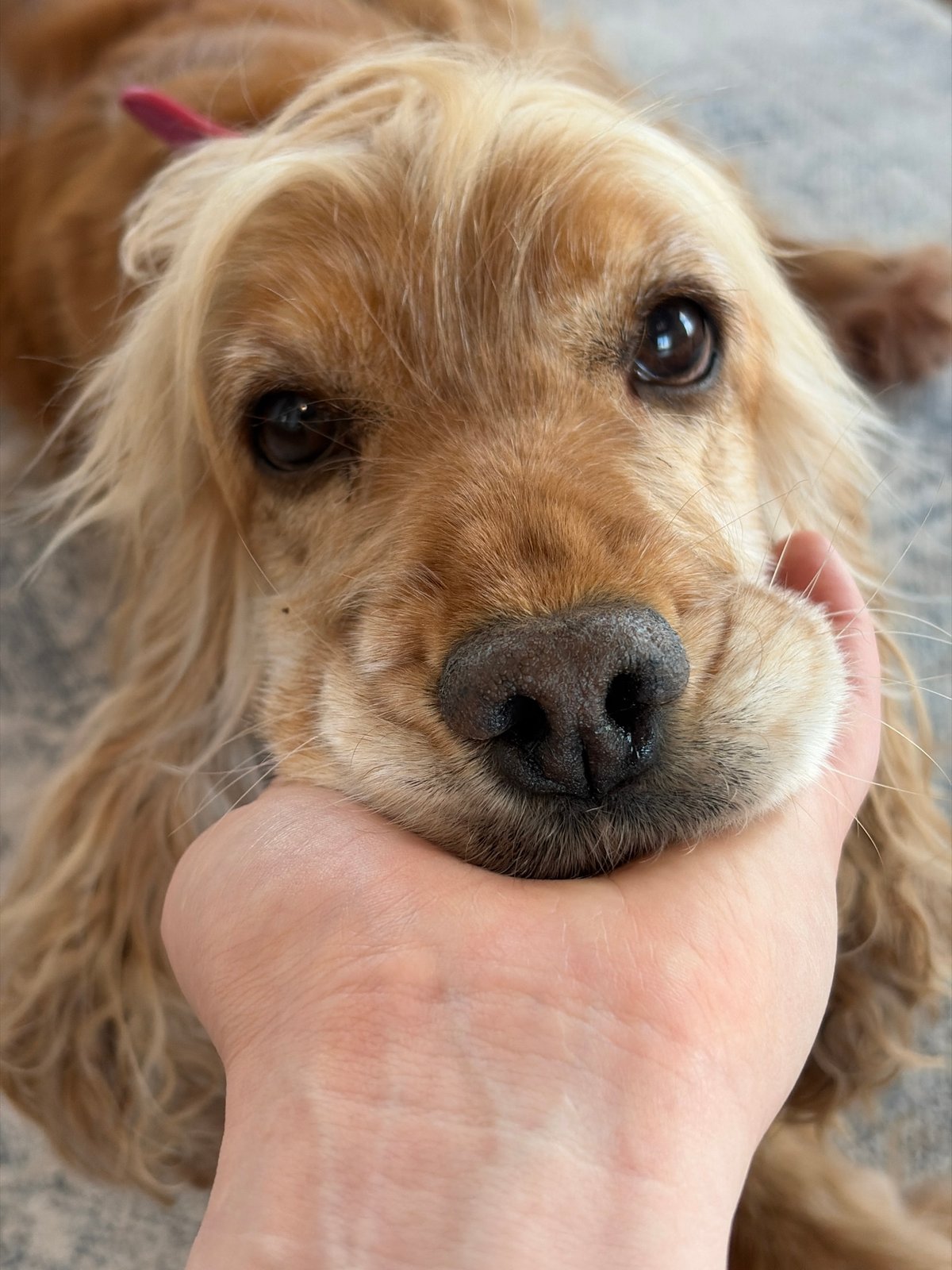 Person gently handles calm golden cocker spaniel in Russia