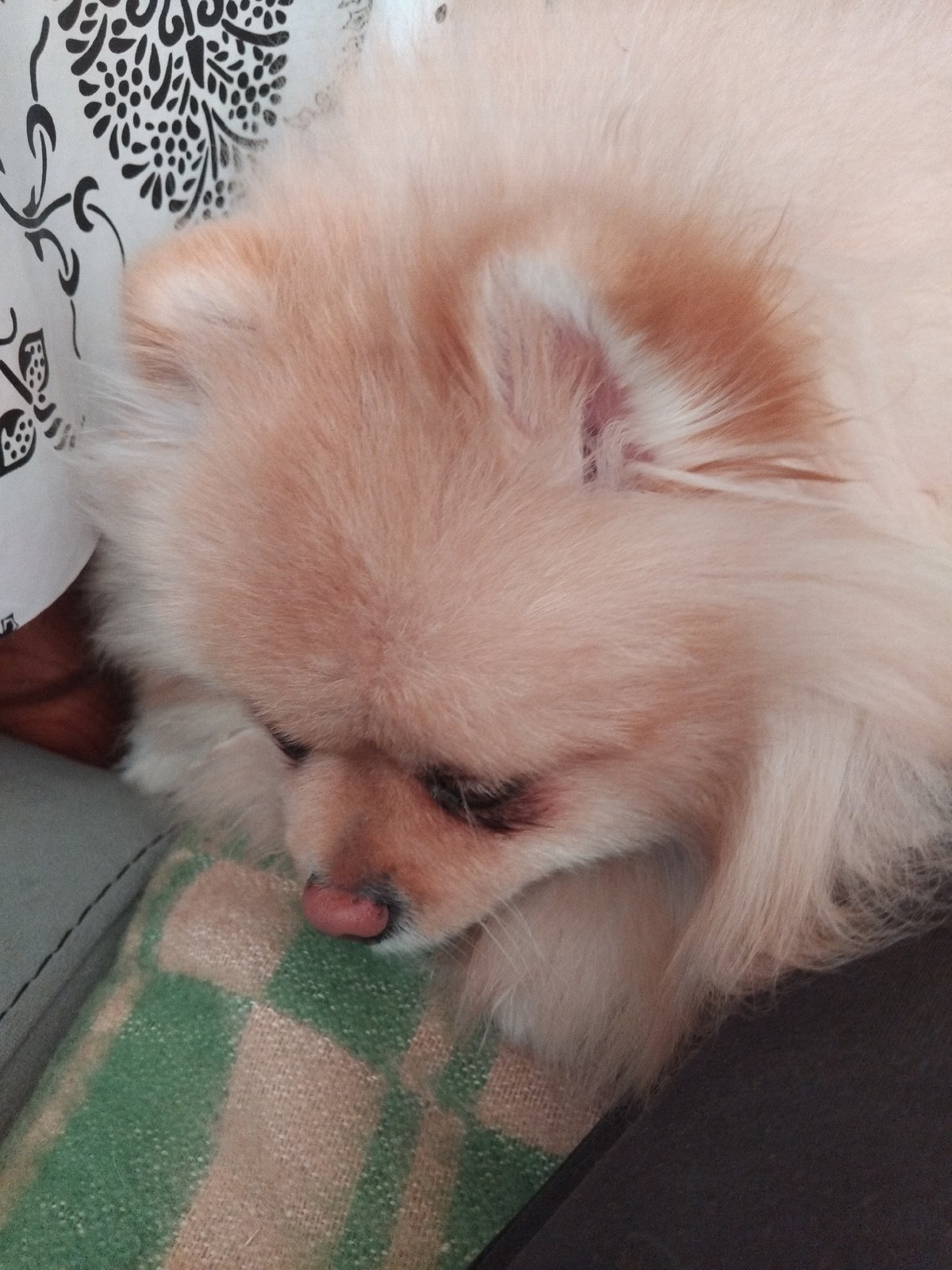 Sleeping Pomeranian dog photographed on checkered blanket in Bulgaria