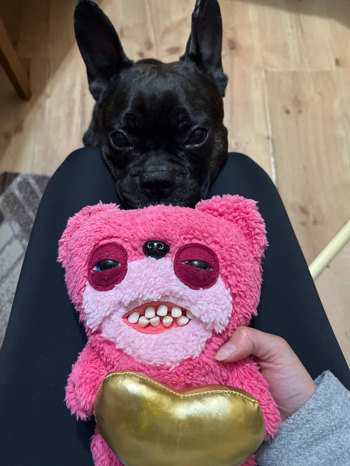 Person plays with unusual plush toy alongside French Bulldog
