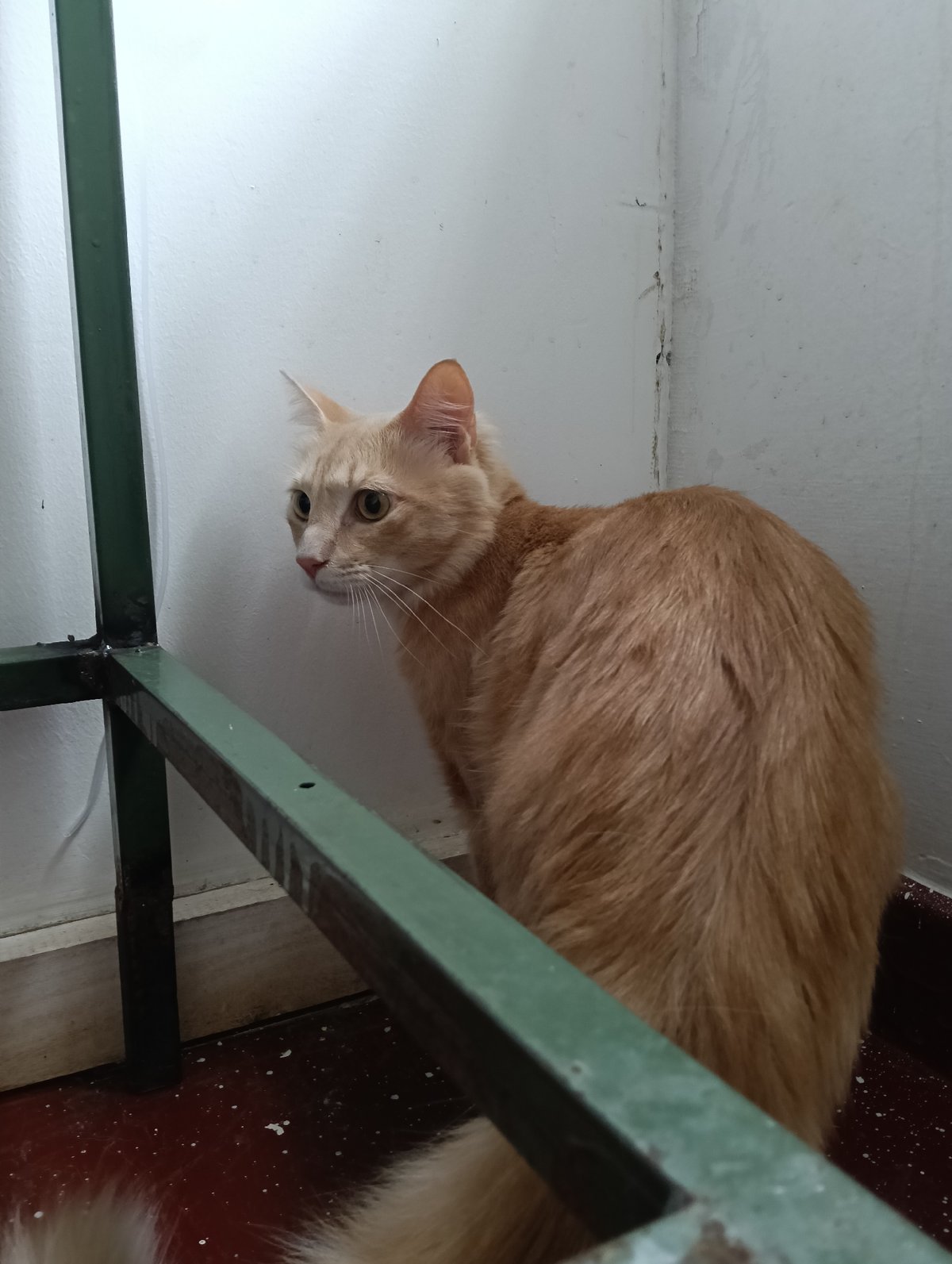 Cats undergo veterinary treatment in Nairobi medical facility