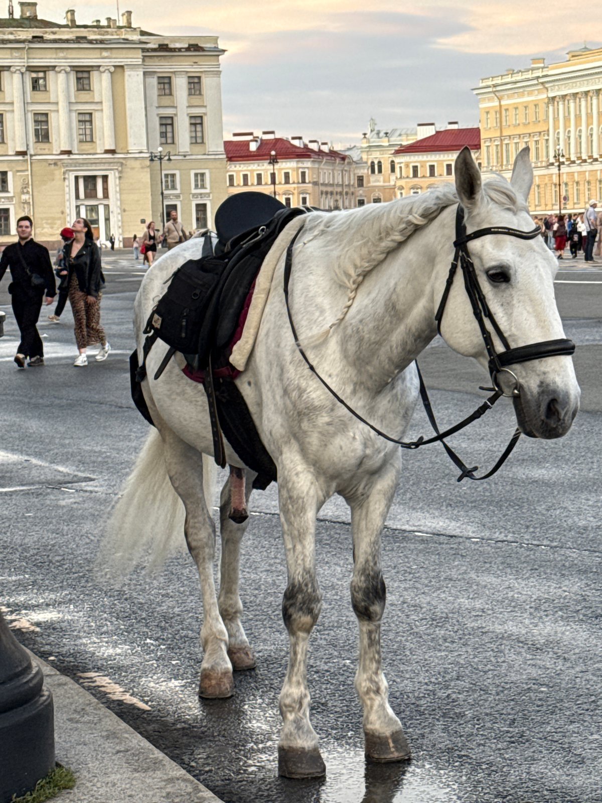 White nights event fills Palace Square, Saint Petersburg