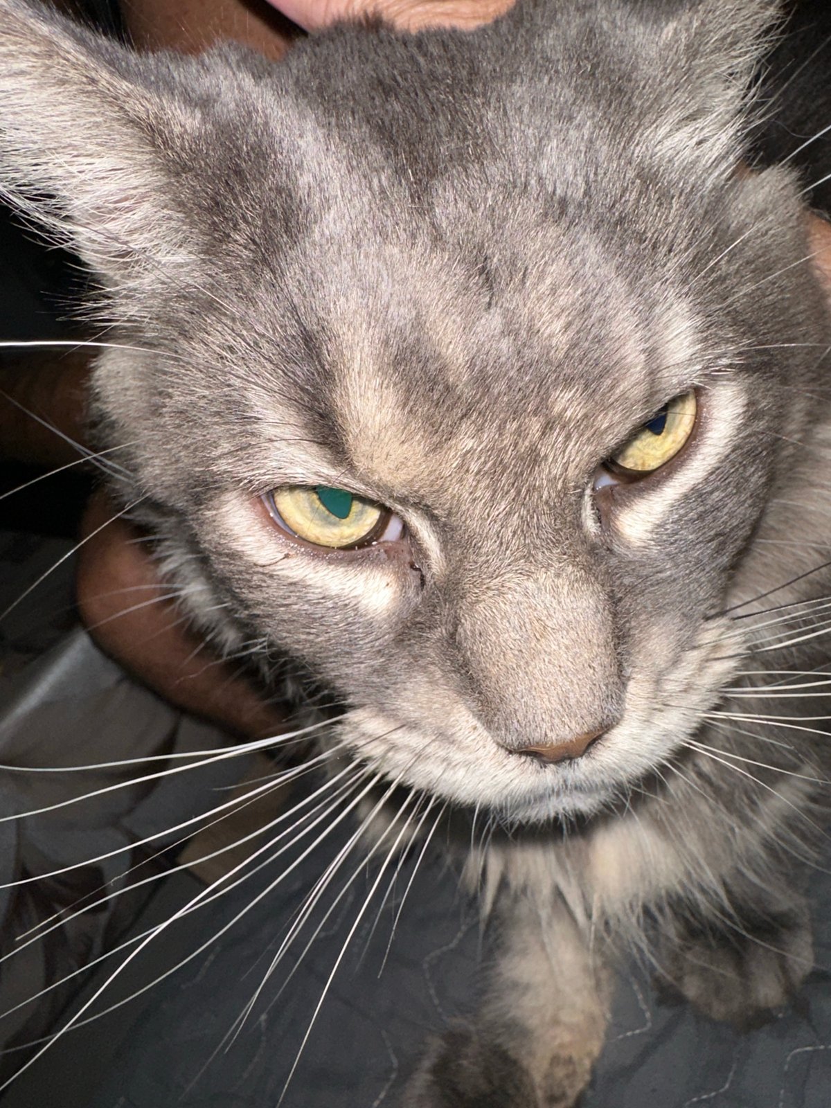Grey cats at home in Haifa, caught a minute apart