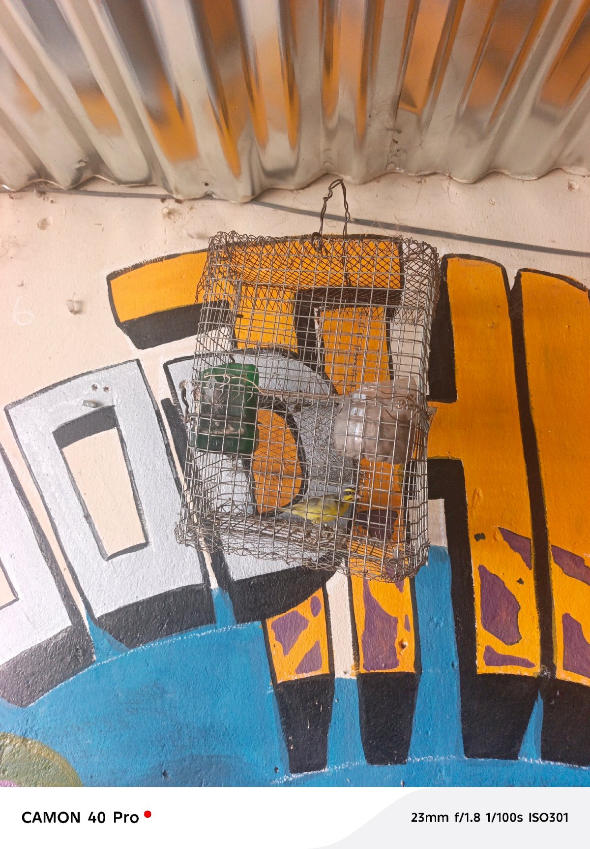 Caged birds spotted against graffitied wall in Jos