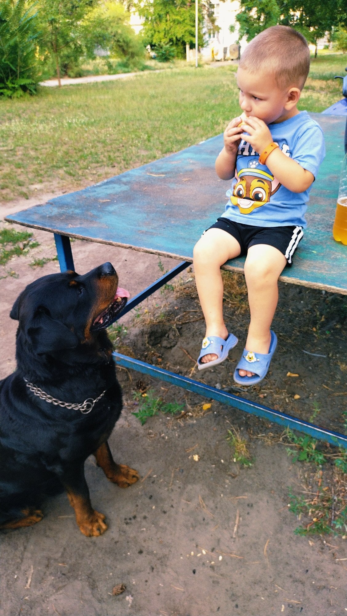 Summer evening in Horishni Plavni: a dog, a flower, a sunset.