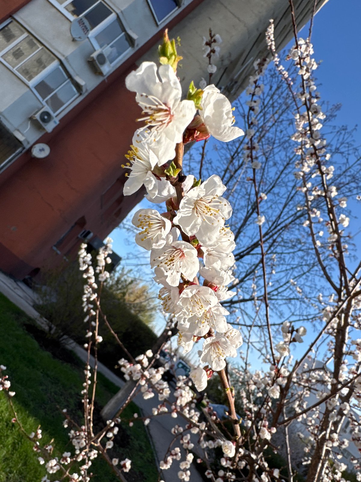 White blossoms captured on urban tree branch
