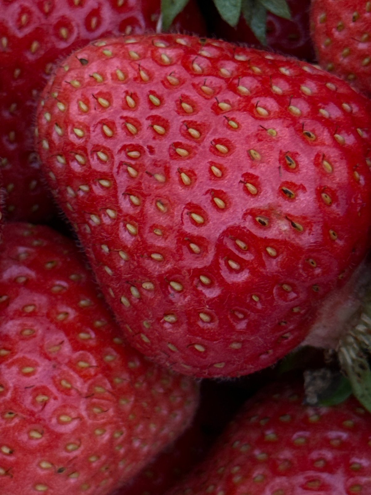 Fresh strawberry harvest, buckets full, Niva Russia
