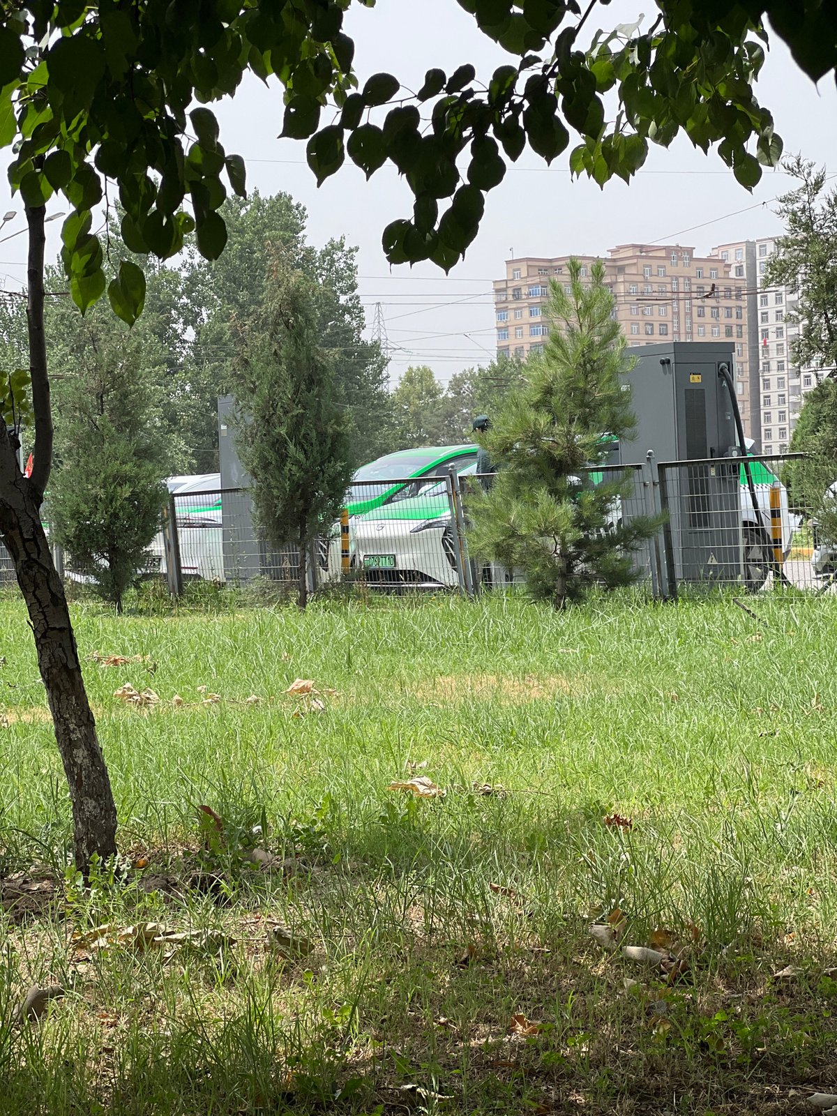 Urban park ground level, trees and a water bottle