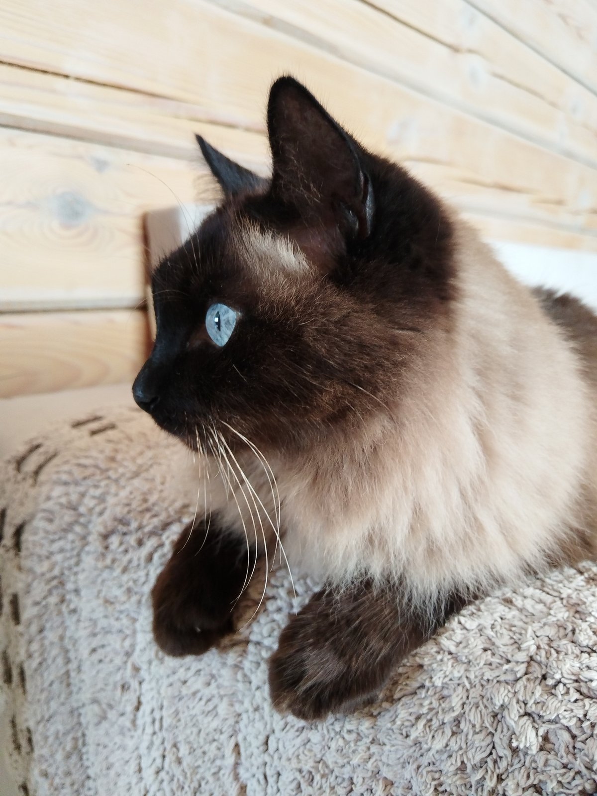 Siamese cat resting on a cushion, Losino-Petrovsky