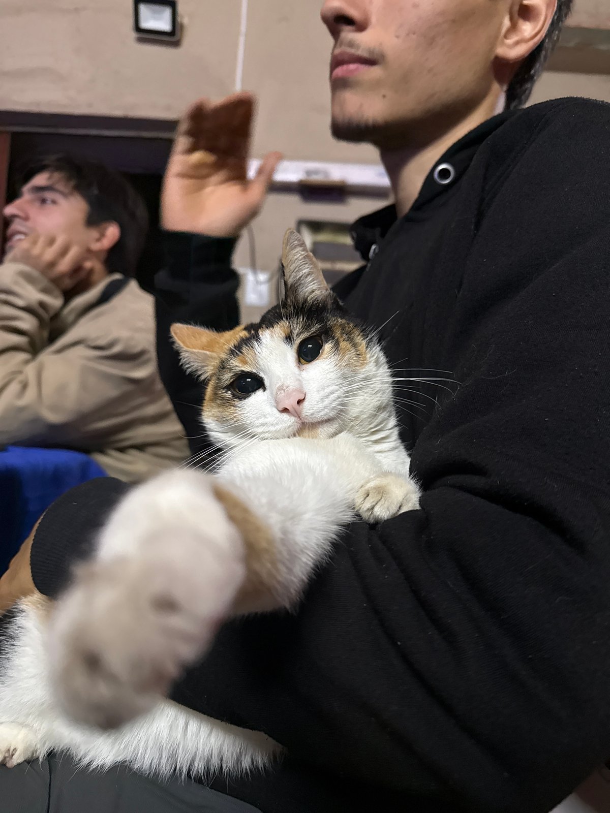 Calico cat photographed indoors in Catamarca, Argentina