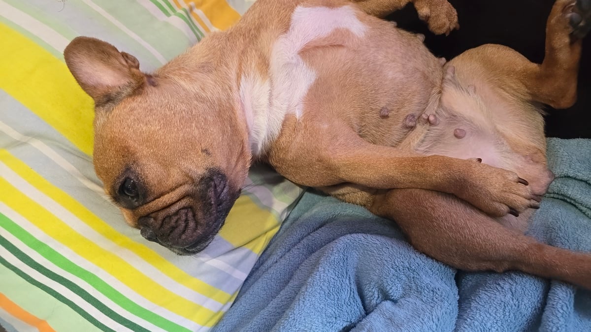 French Bulldog's lazy afternoon in Krasnodar, indoors and out