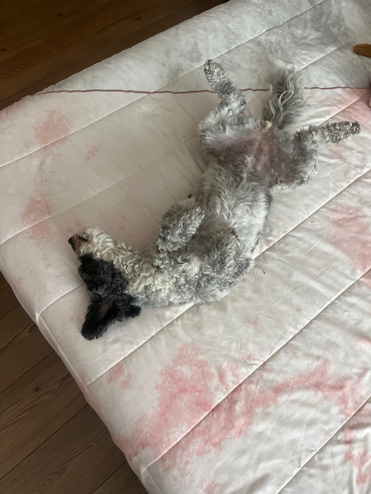 Dog relaxes on back in Mexico neighborhood