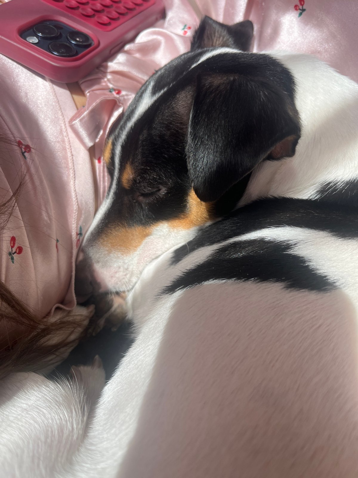 Jack Russell Terrier photographed on cherry-patterned bedding in Varna
