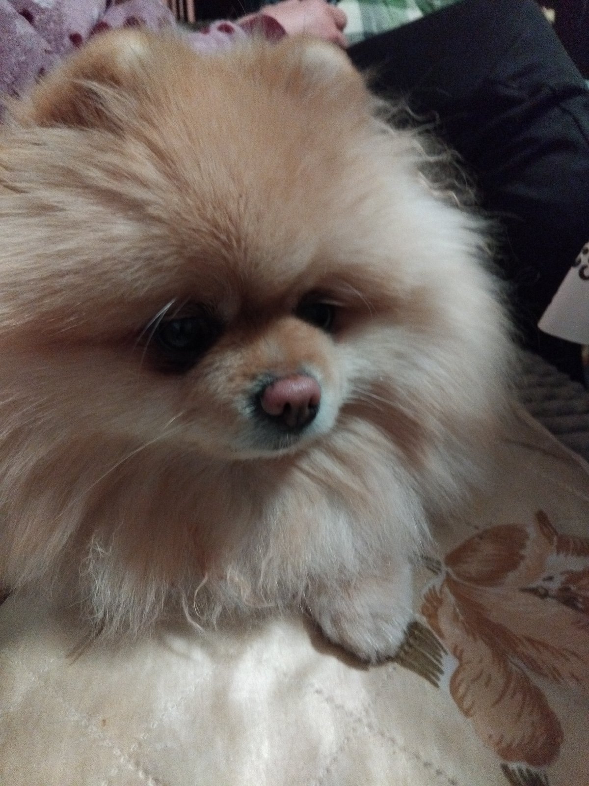 Pomeranian dog captured resting indoors in Apriltsi, Bulgaria