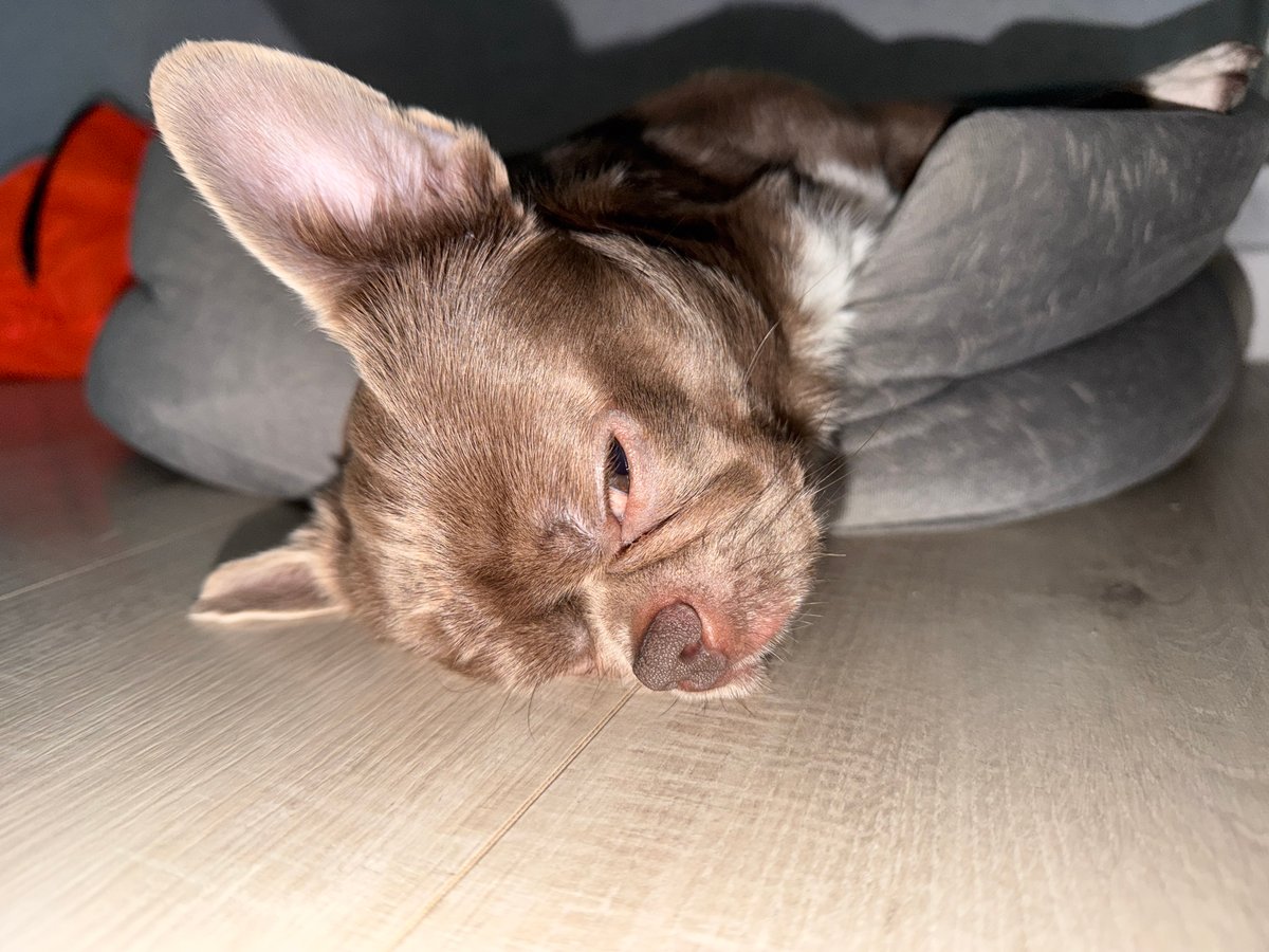 Brown dog sleeps peacefully in bed, Votkinsk Russia