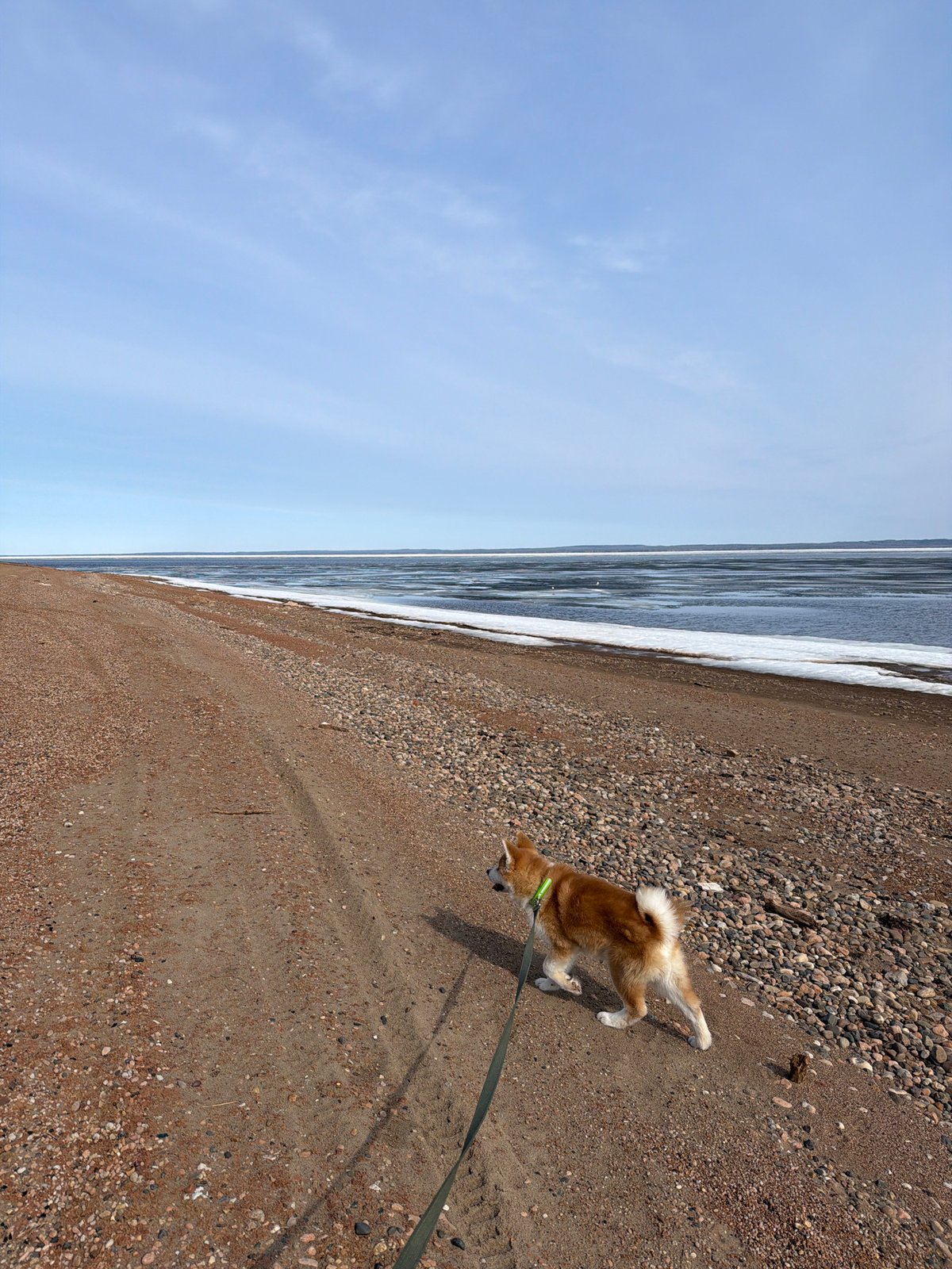 Leashed Shiba Inu spotted on Chaikovsky beach shoreline