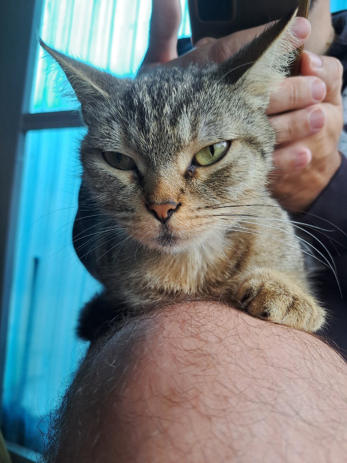 Chill afternoon with a tabby cat in Vypasne, Ukraine