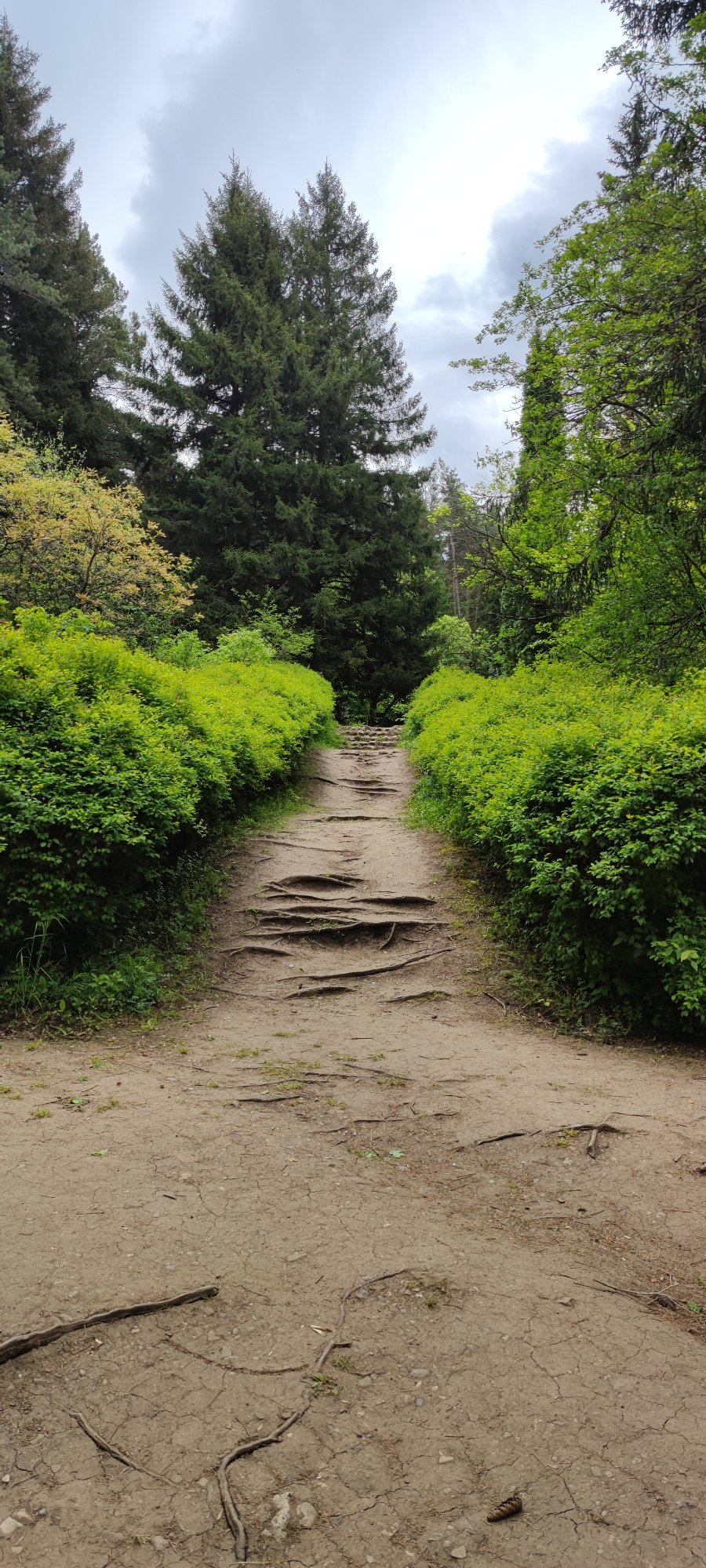 Morning hiker captures wooded trail scene in Armenia