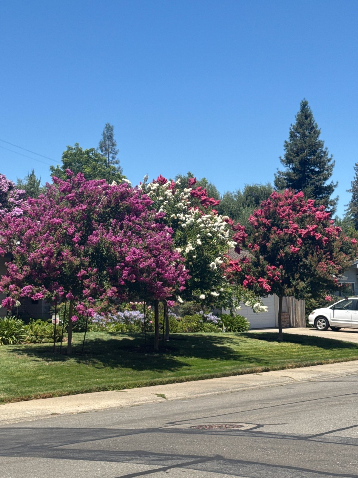 Fair Oaks neighborhood street in full summer bloom