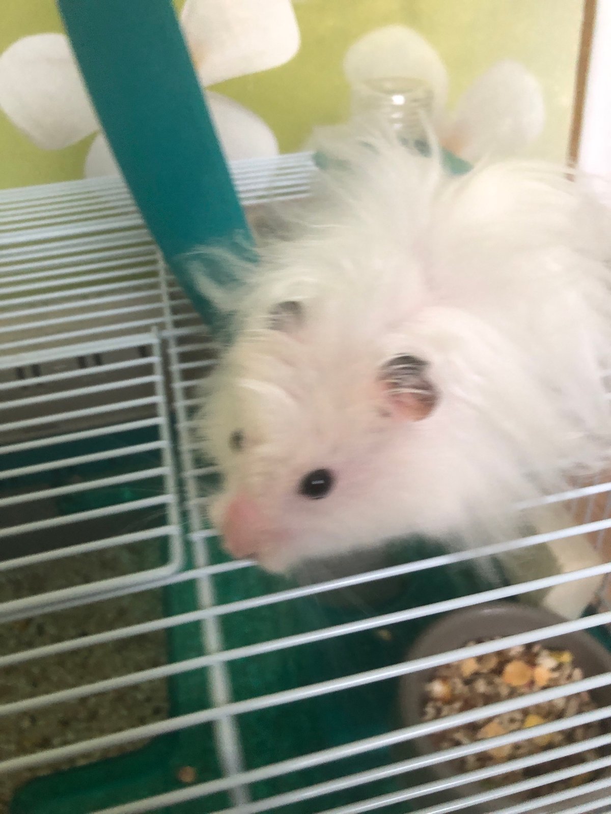 White hamster at home in Solikamsk, with street scenes nearby