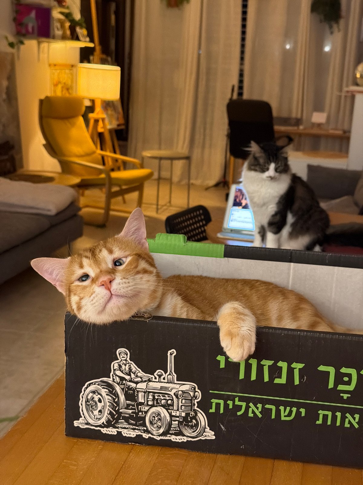 Domestic cats observed in indoor settings across Bat Yam