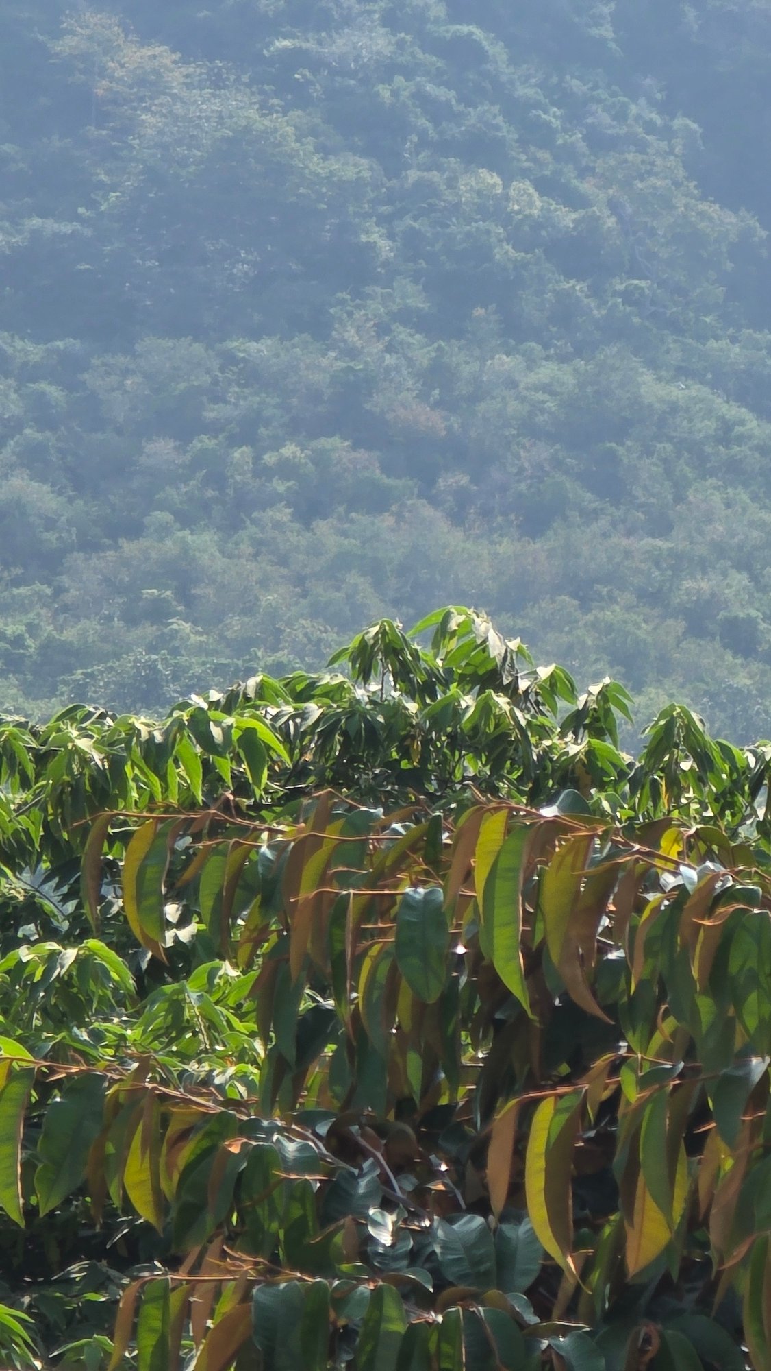 Dense foliage captured at Vietnam heritage area overnight