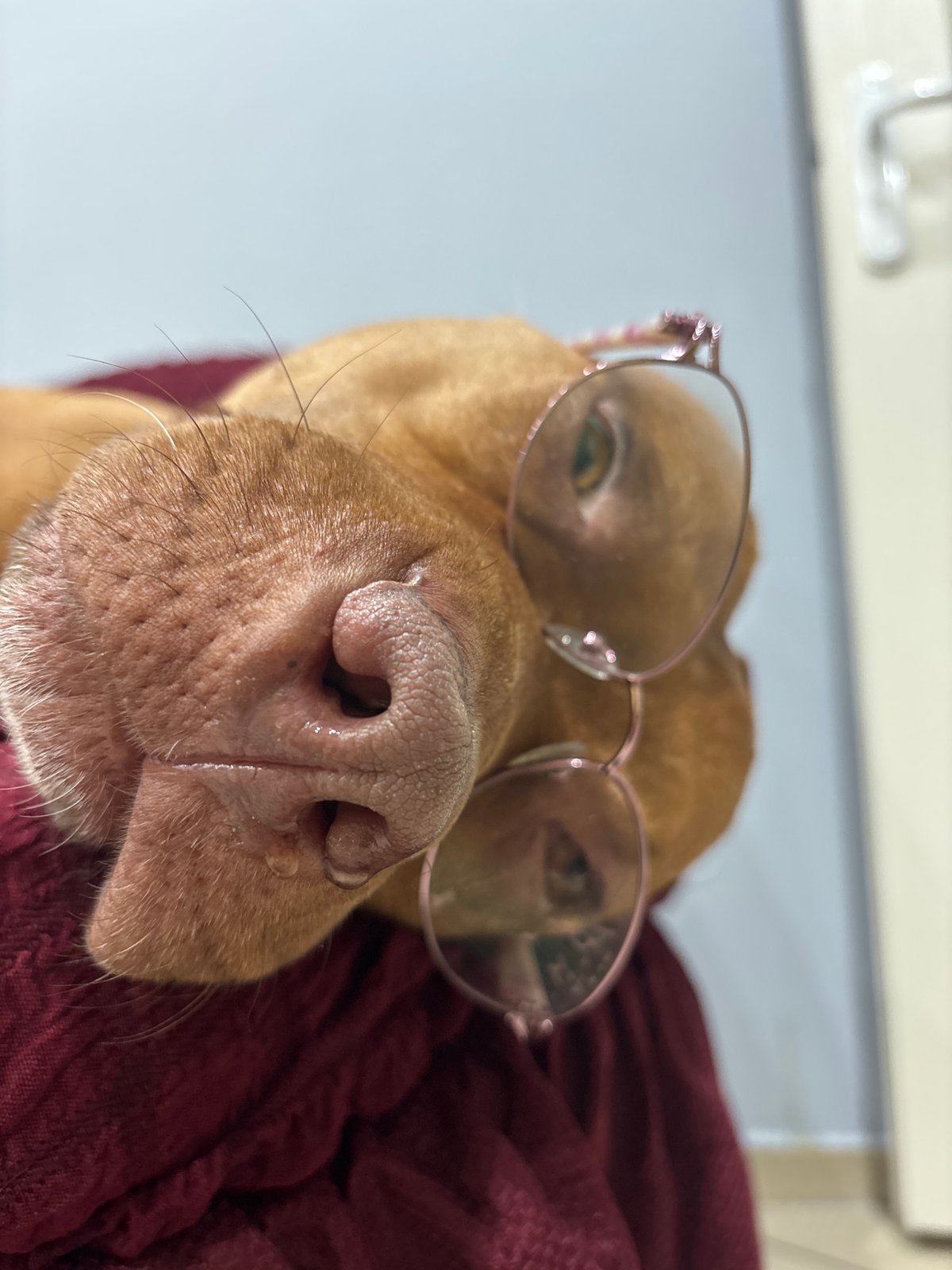 Dog wearing glasses photographed multiple times in Sofia