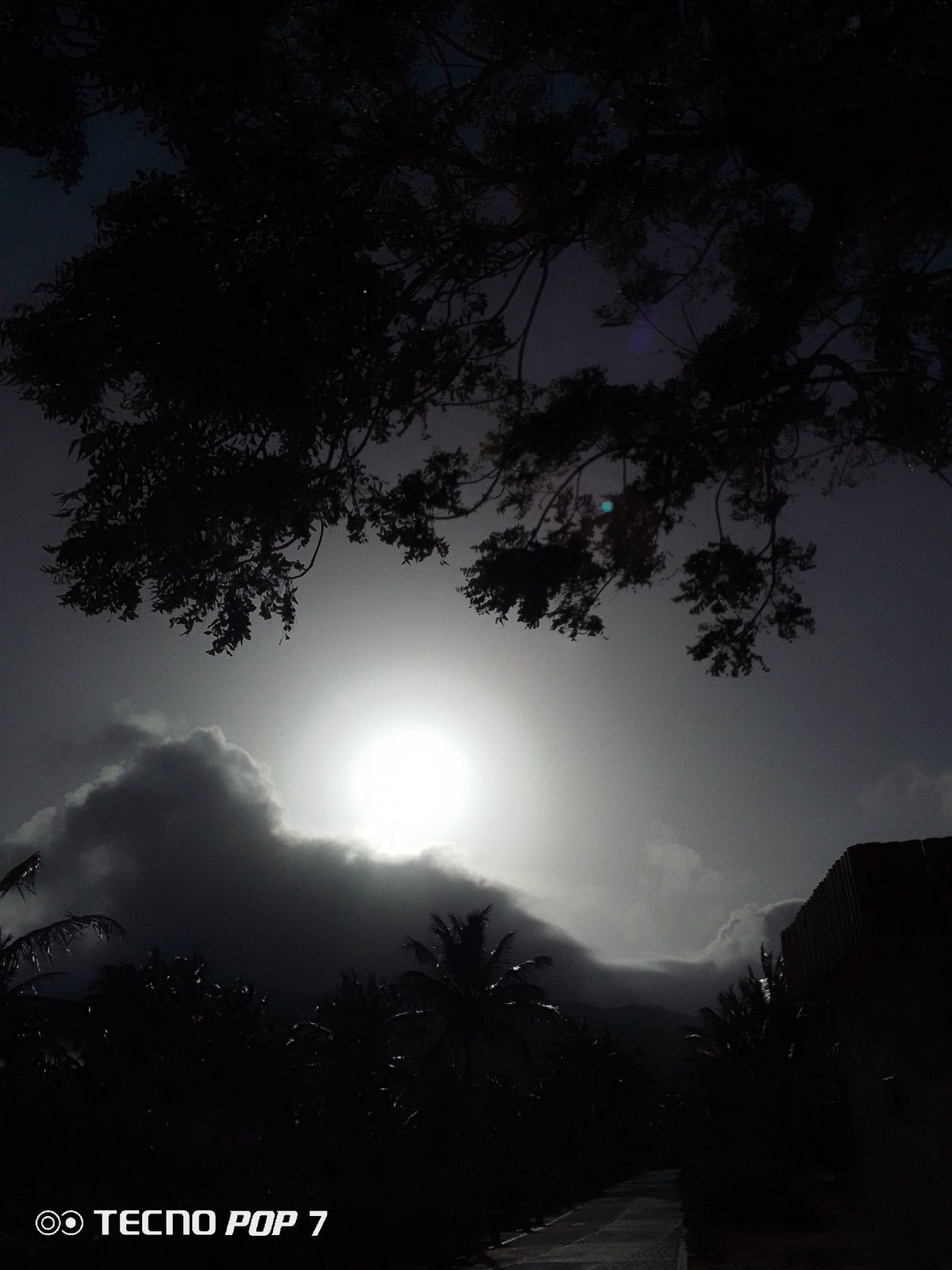 Dramatic sunrise captured through palm trees in Pedro González