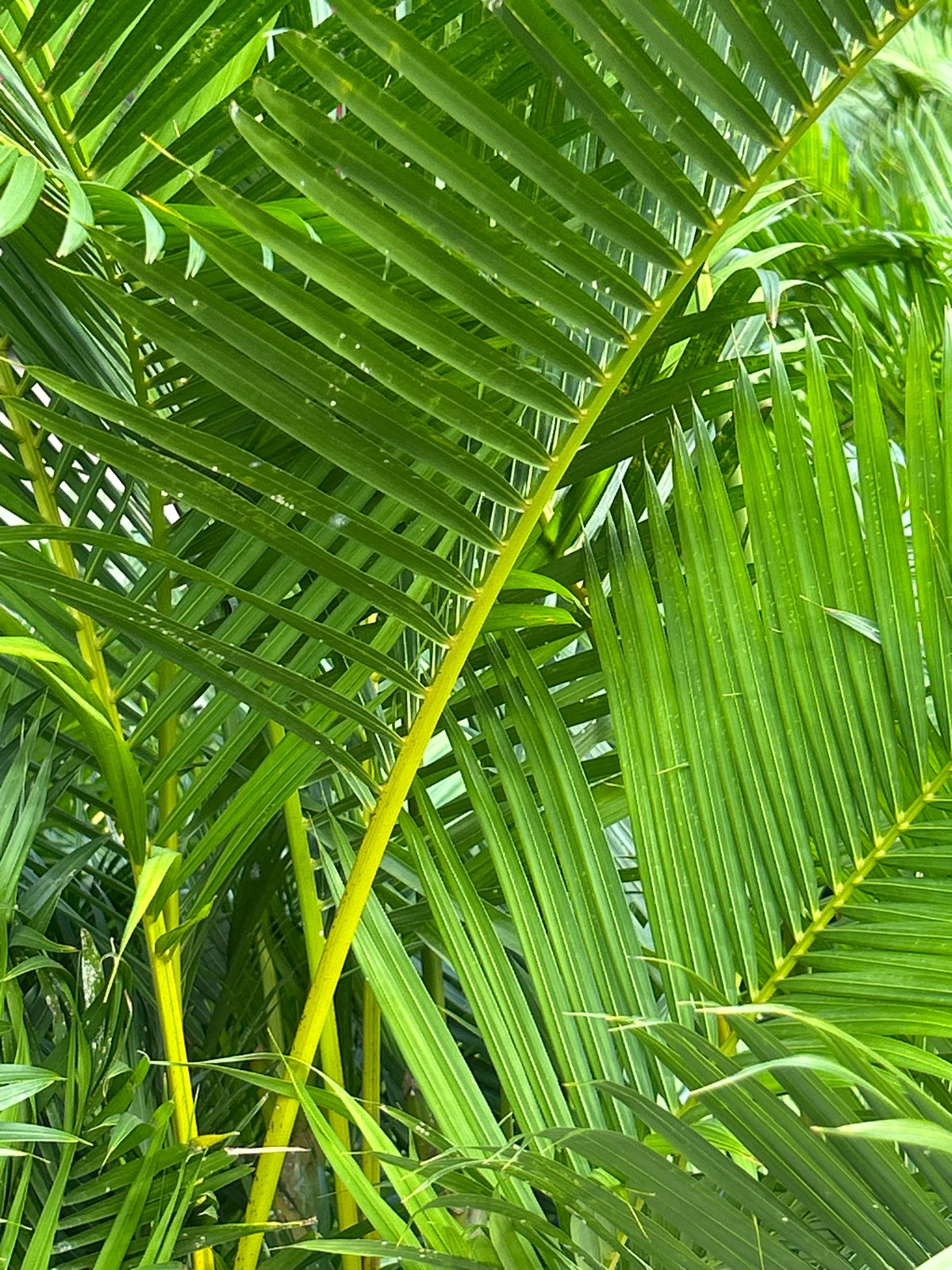 Real and artificial greenery side by side in Nha Trang
