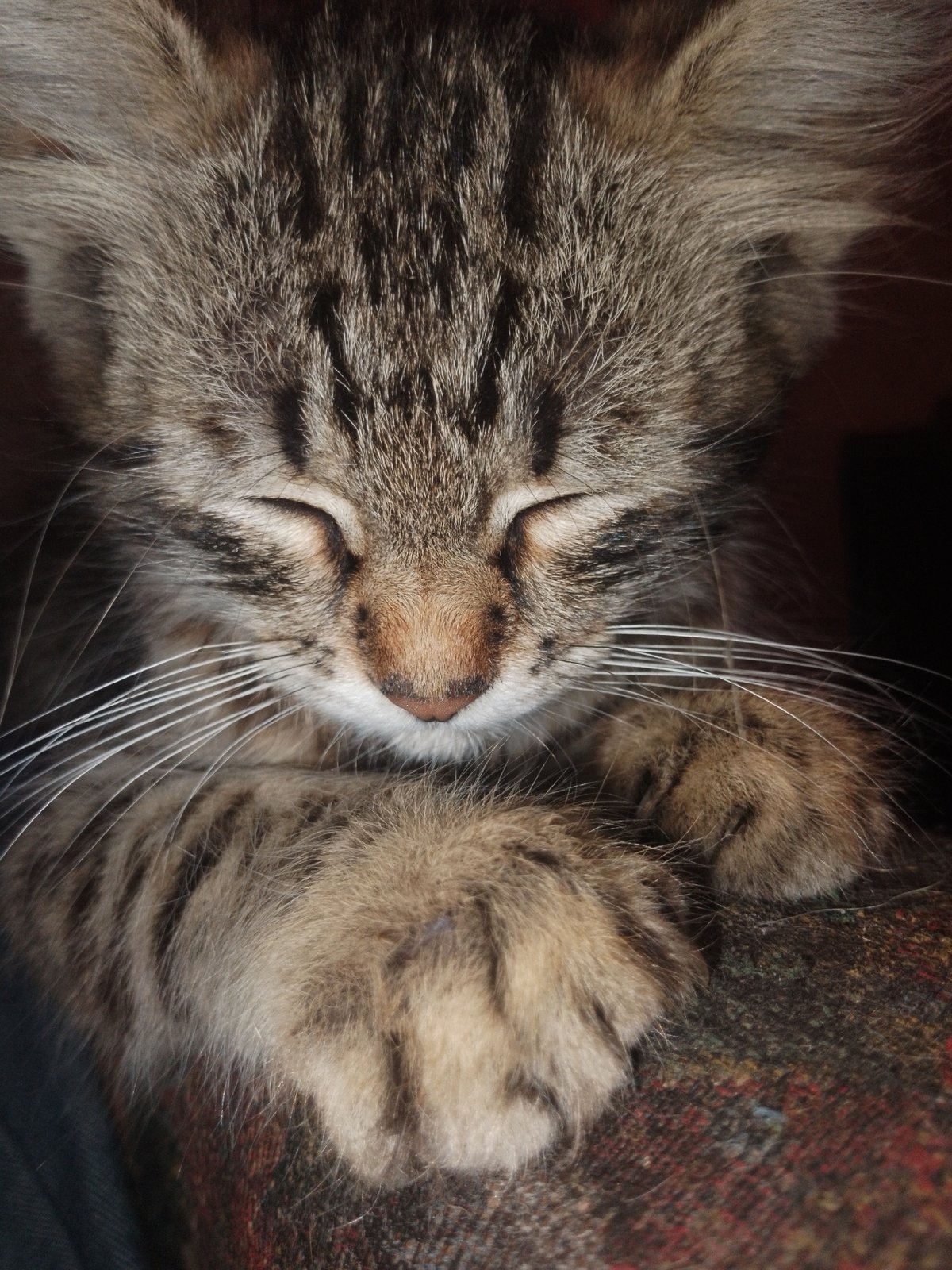 Tabby kitten in various states of rest and curiosity