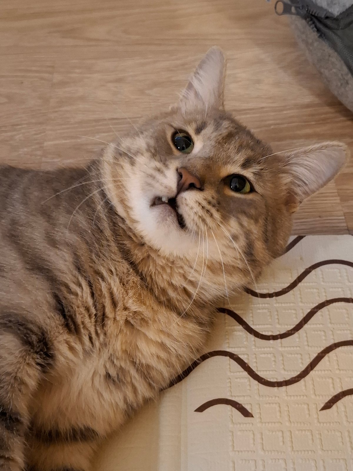 Tabby cat's playful evening documented in Serbian home