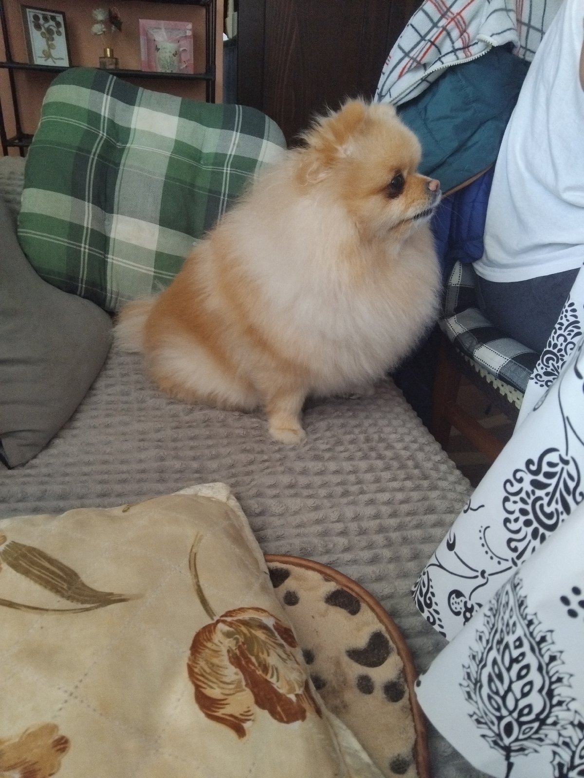 Pomeranian Dog Photographed at Home in Apriltsi, Bulgaria