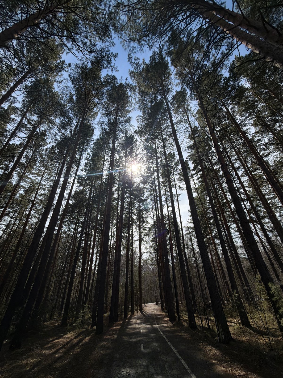 Morning forest walk documented in Krasnoyarsk pine woods