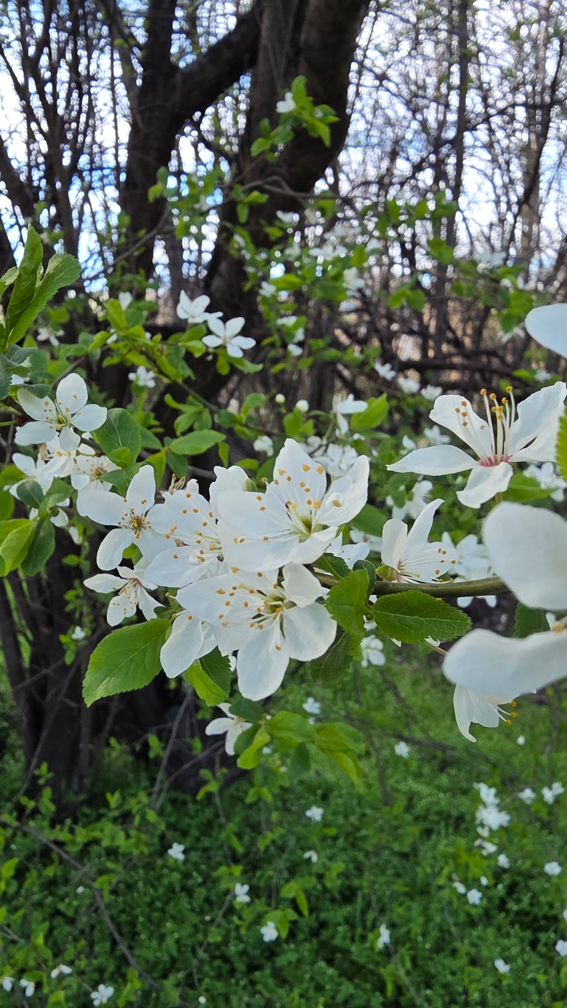 Spring afternoon glimpses of daily life across Sofia