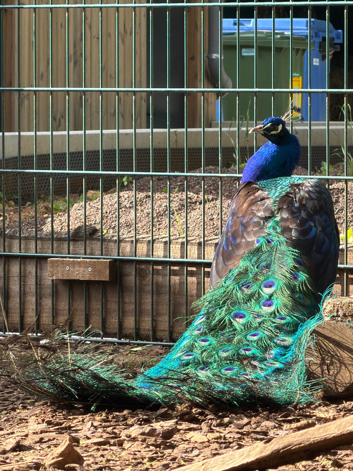 Peacocks, Guinea Fowl Spotted at Luxembourg Municipal Park
