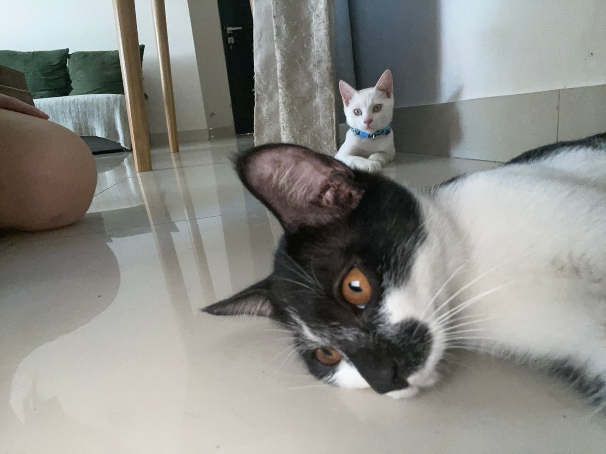 Cats play and rest in Denpasar home morning