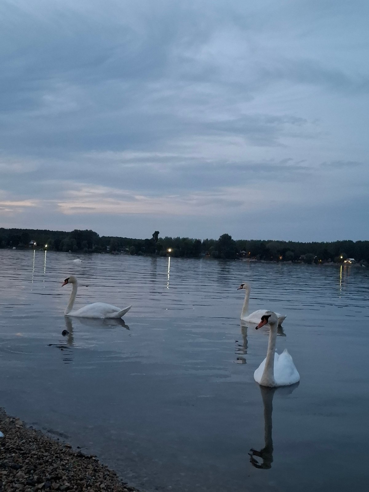Swans glide through Danube twilight in Zemun, Serbia