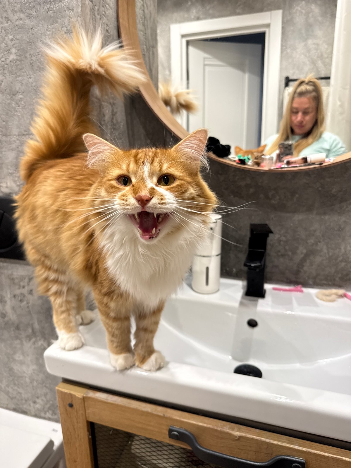 Cat on sink, cherry pastry in hand — quiet afternoon in Novgorod
