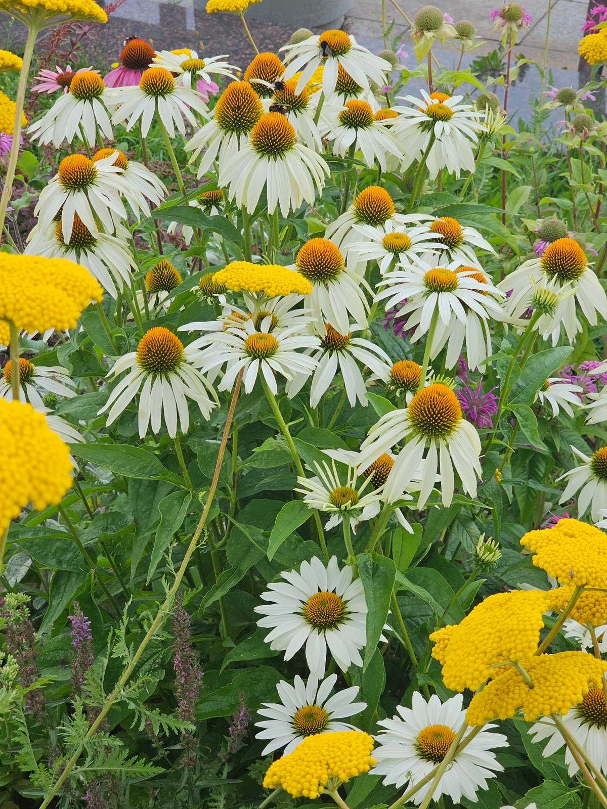 Bumblebees work summer blooms in front of a civic landmark