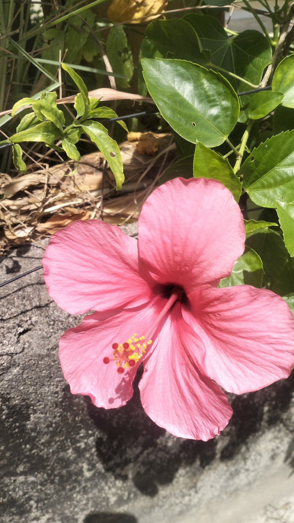Morning observations captured across Lhokseumawe streets and neighborhoods
