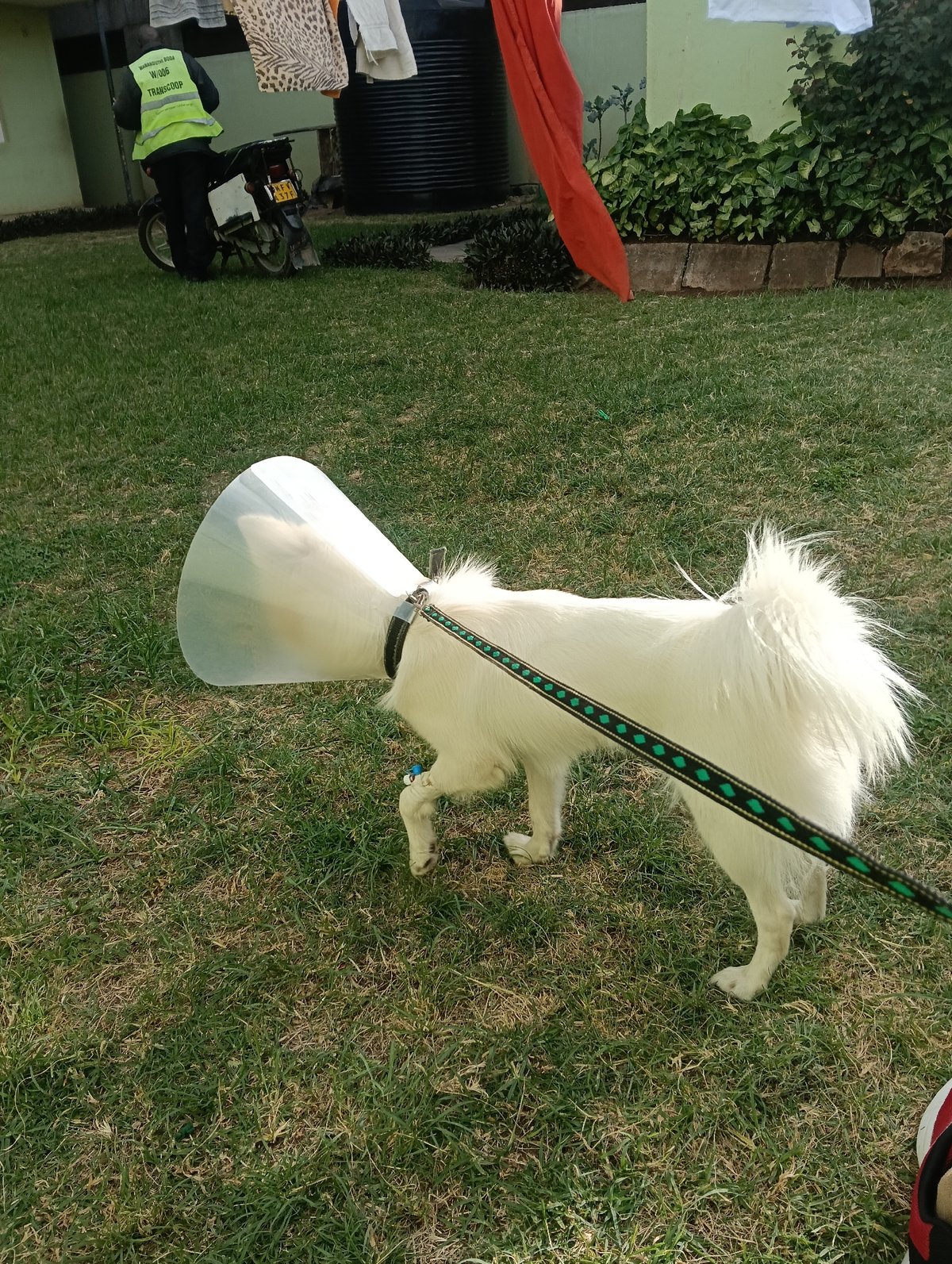 Pets spotted resting in Nairobi neighborhood Wednesday afternoon