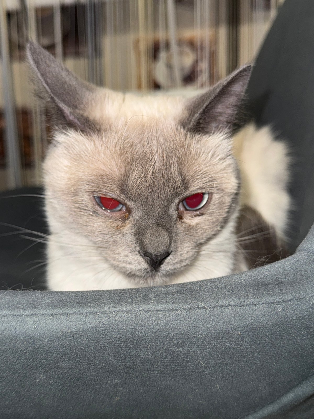 Siamese cat at home, caught in various states of rest