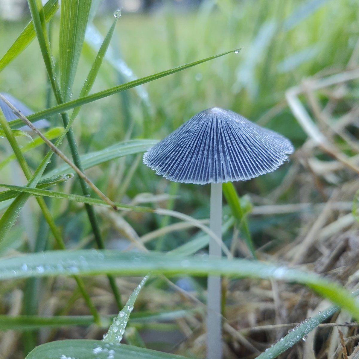 Tiny gray mushroom emerges from dewy grass in Dobrich